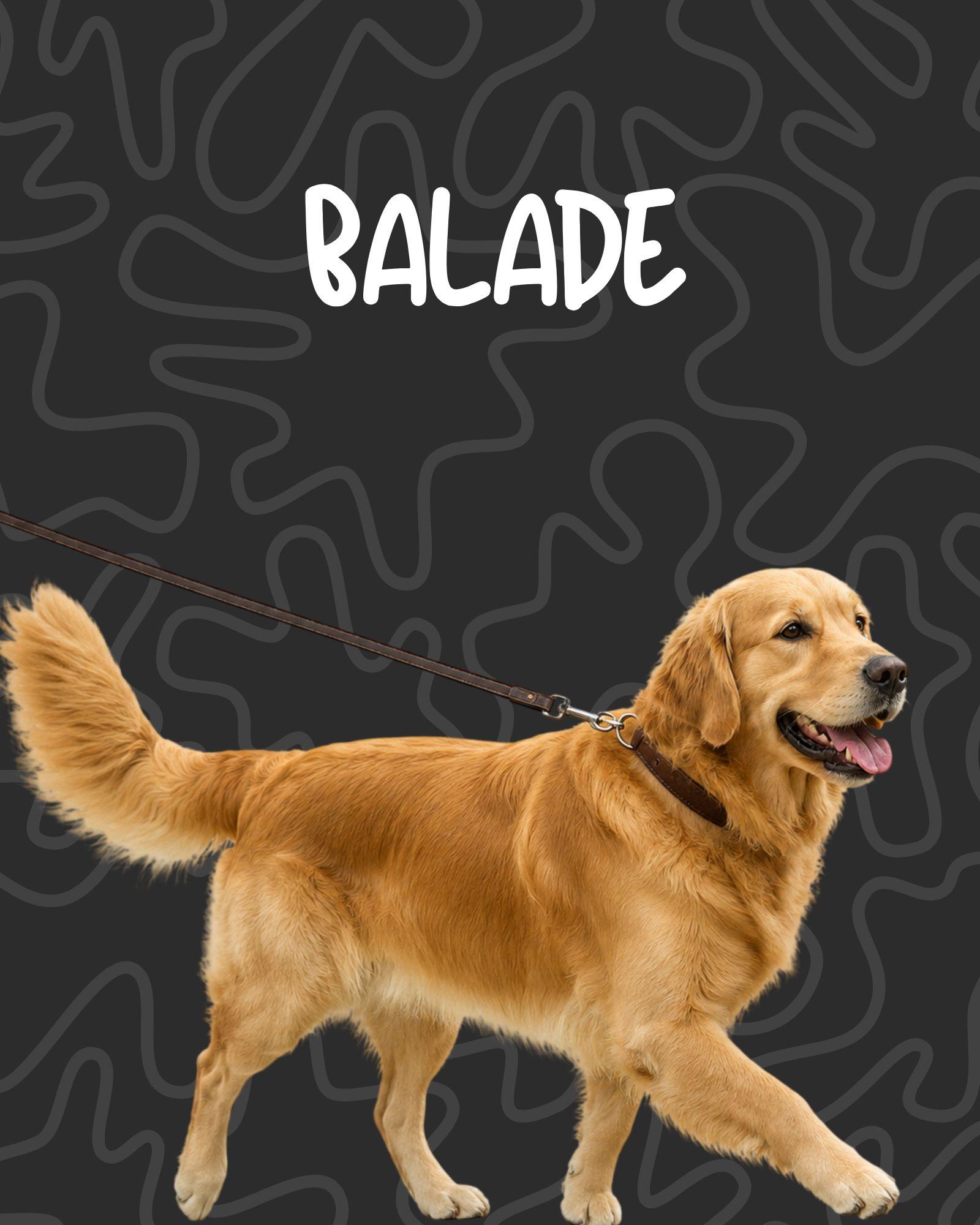 Balade éducative en plein air avec son chien