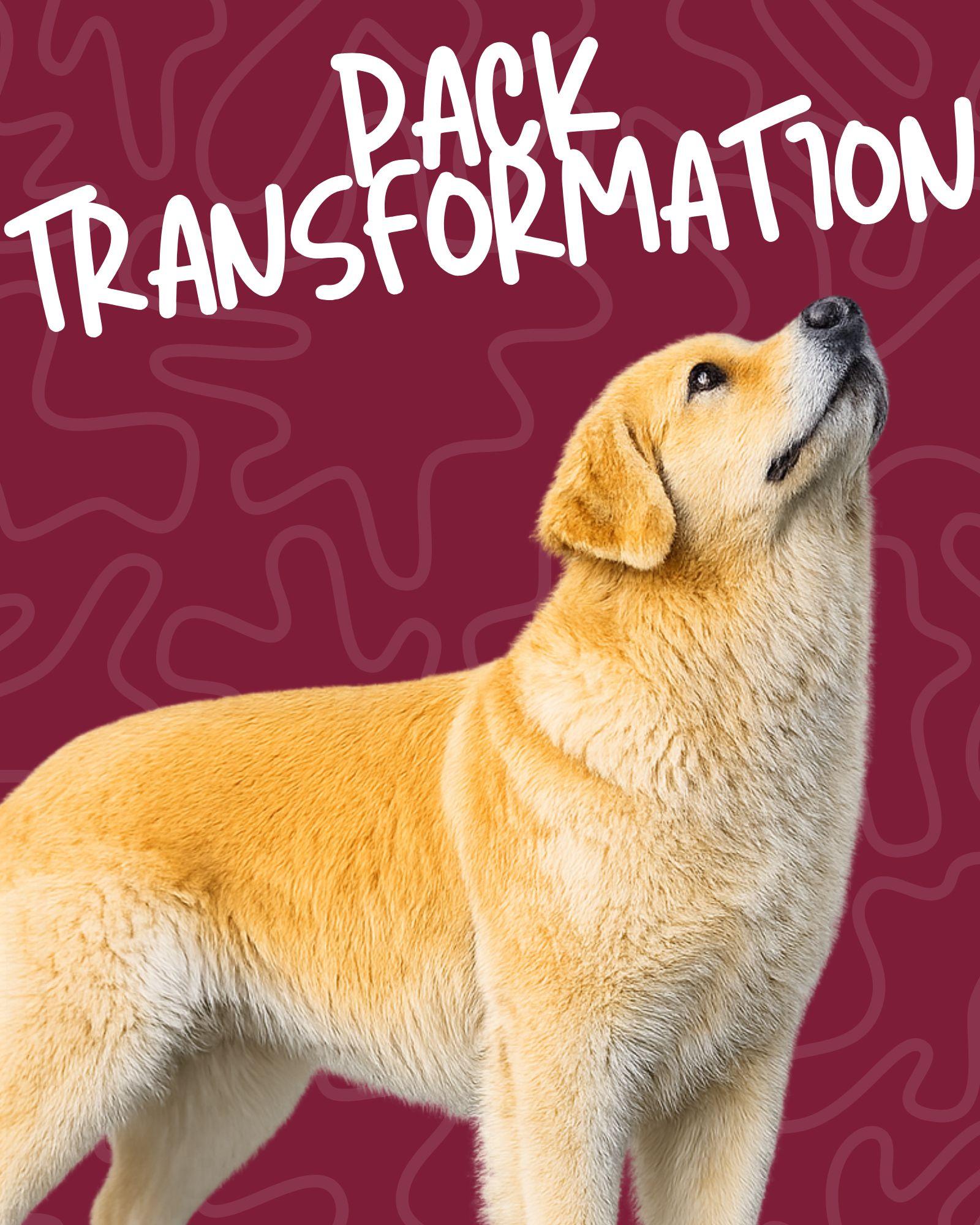 Le Pack Transformation