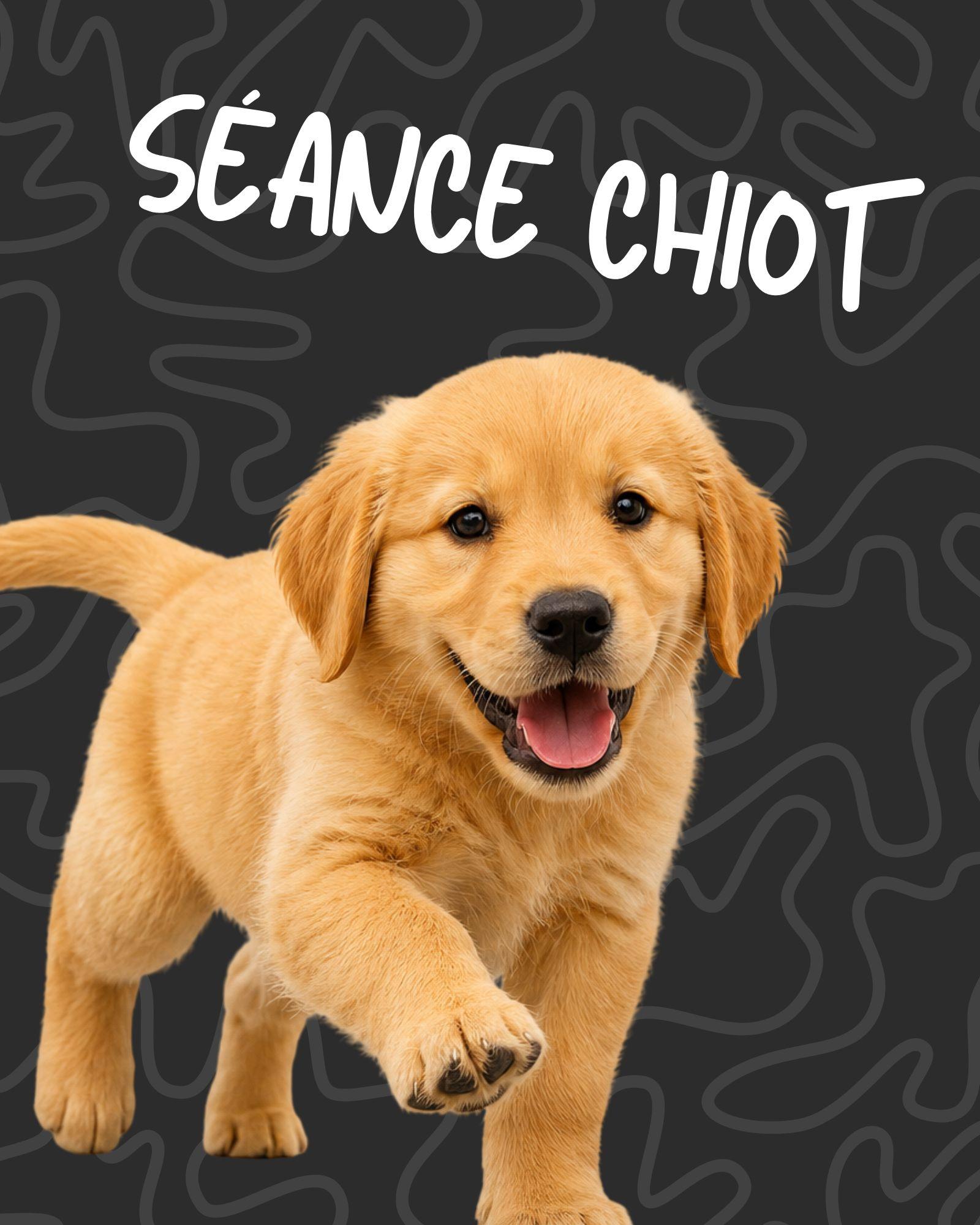 Jeune chien explorant son environnement