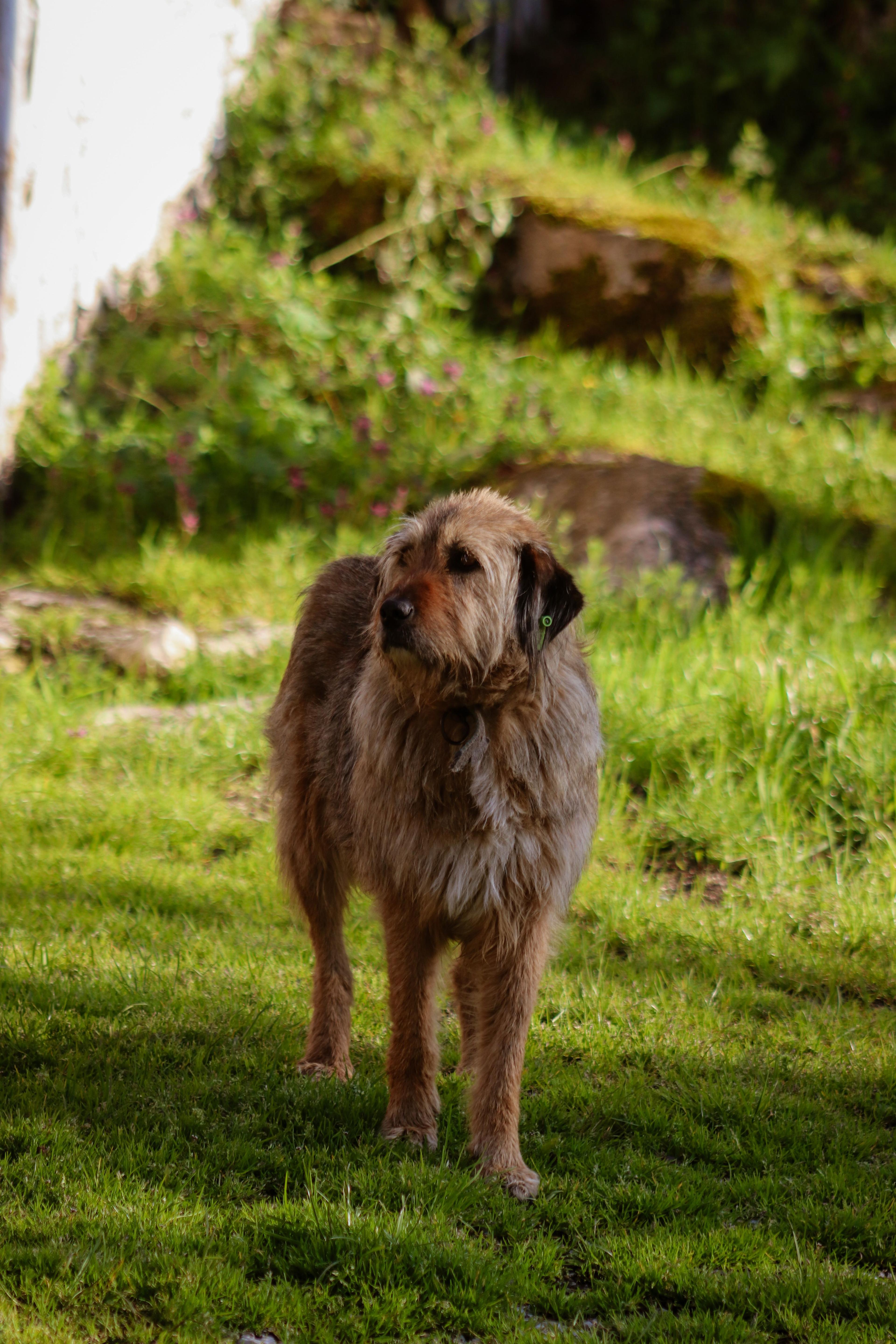Chien dans les sous-bois