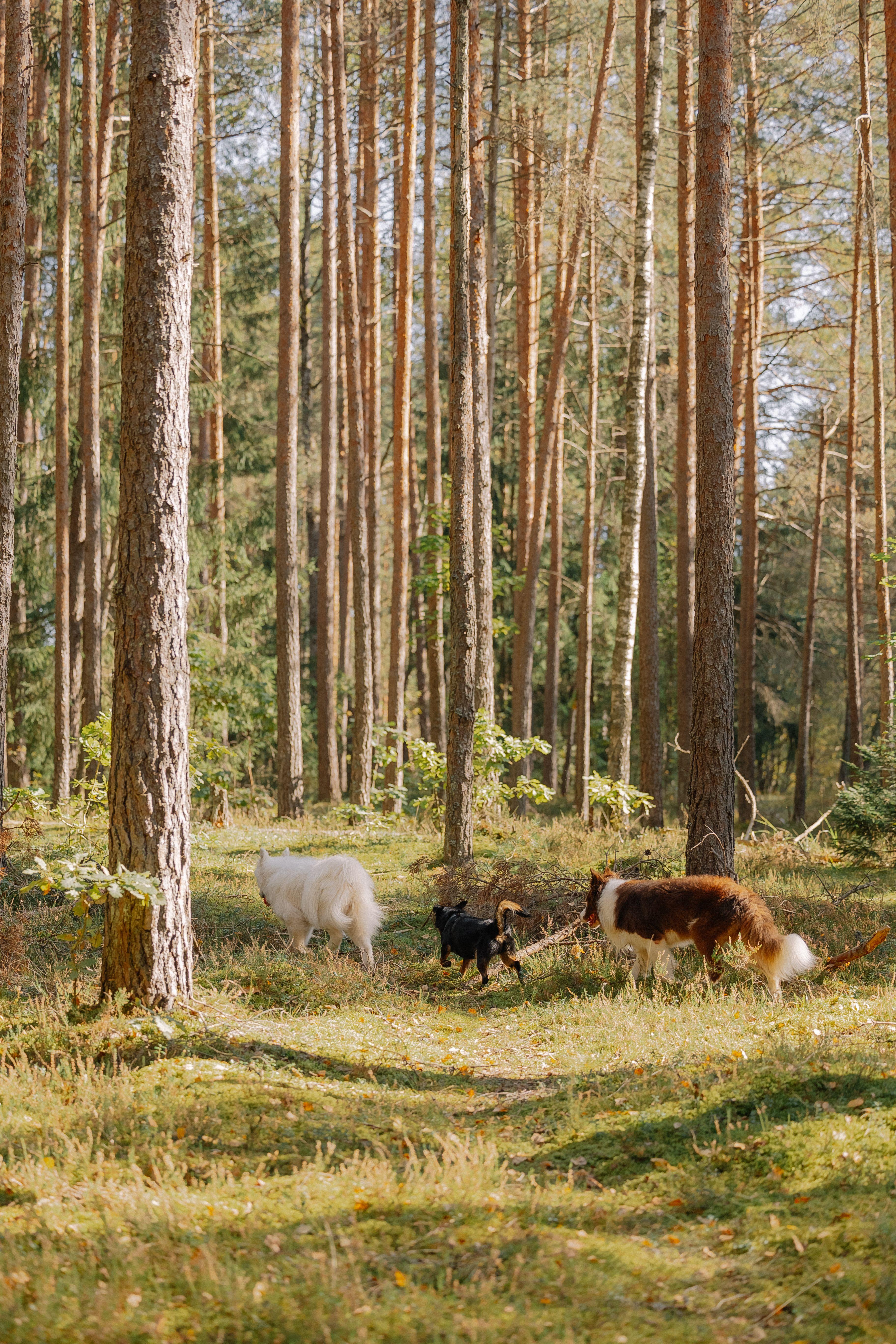 Chien en forêt, attentif