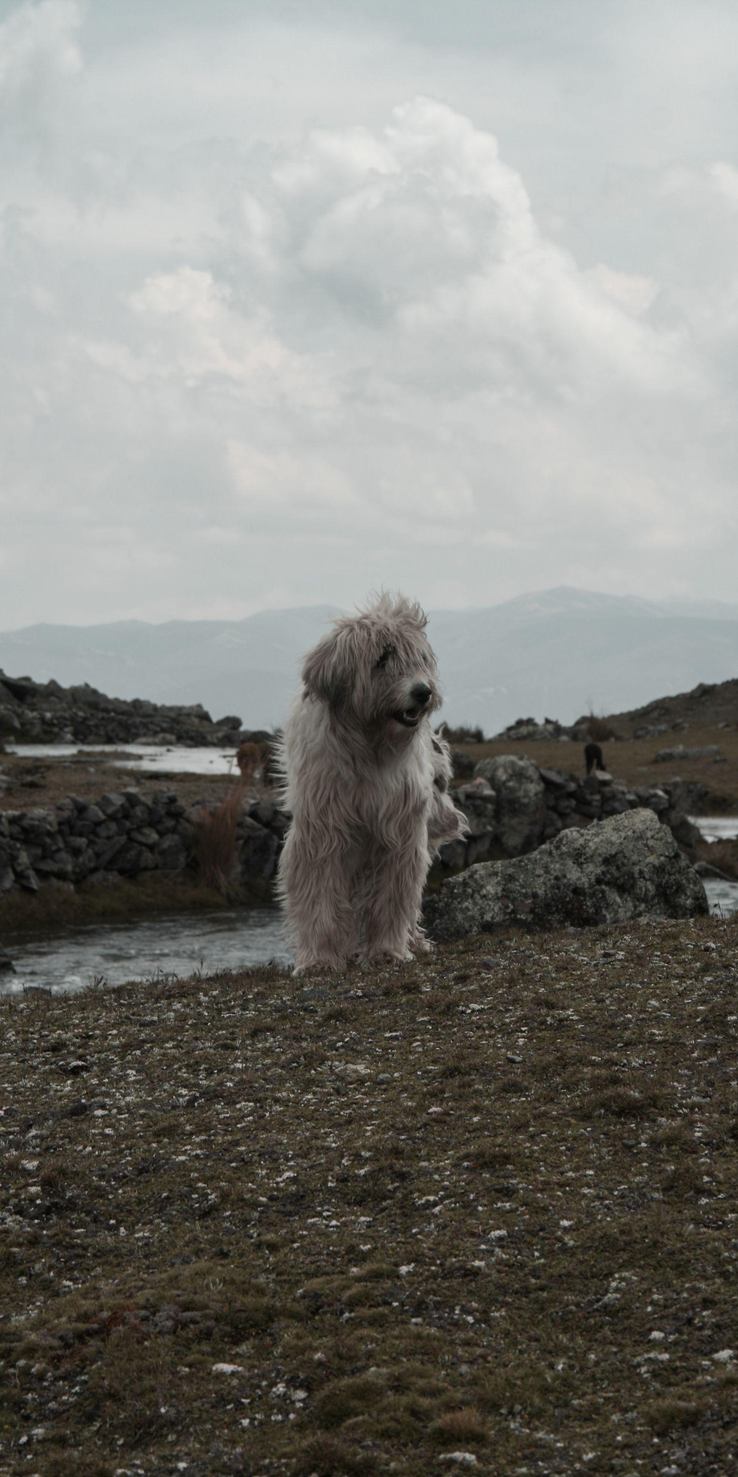 Chien serein en forêt
