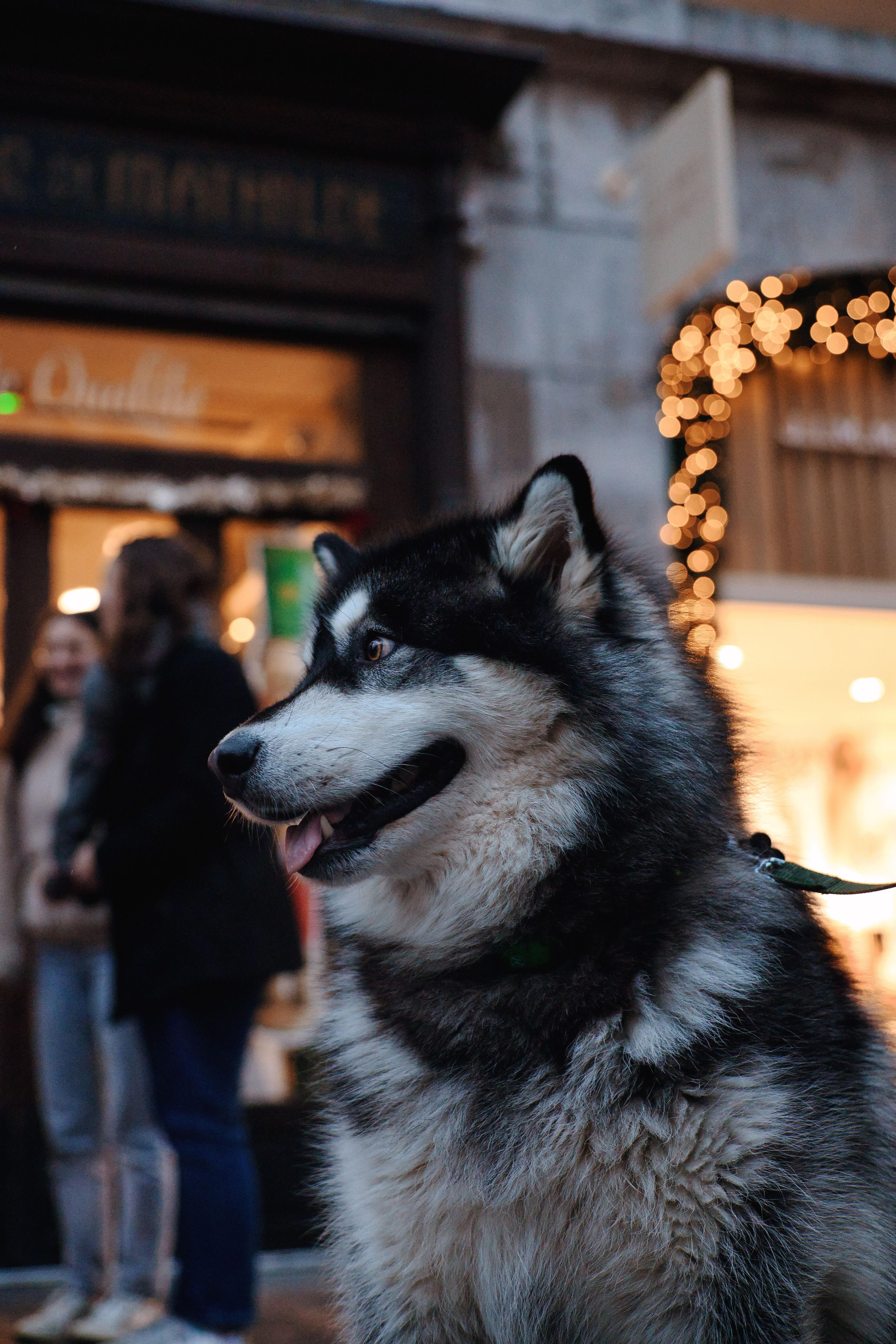 Chien courant dans un champ