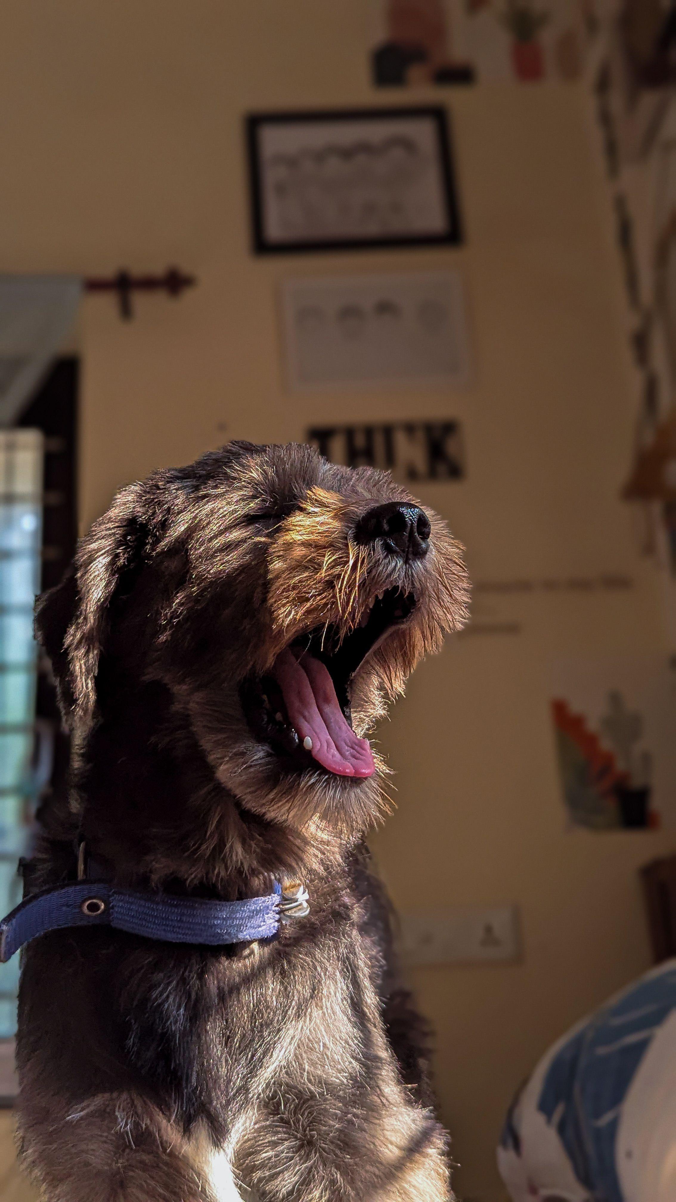 Chien galopant dans les hautes herbes