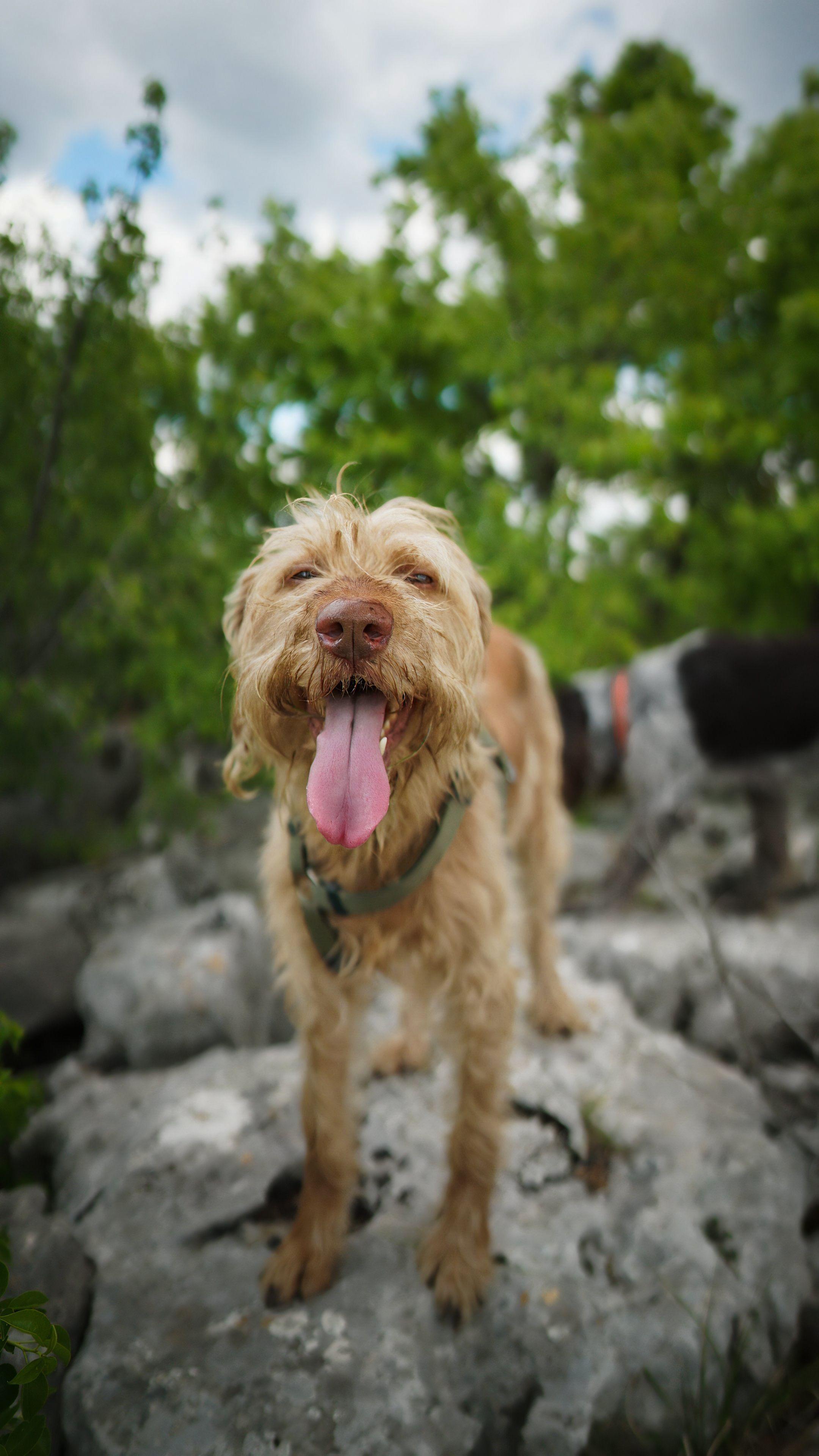 Chien au bord d'une rivière