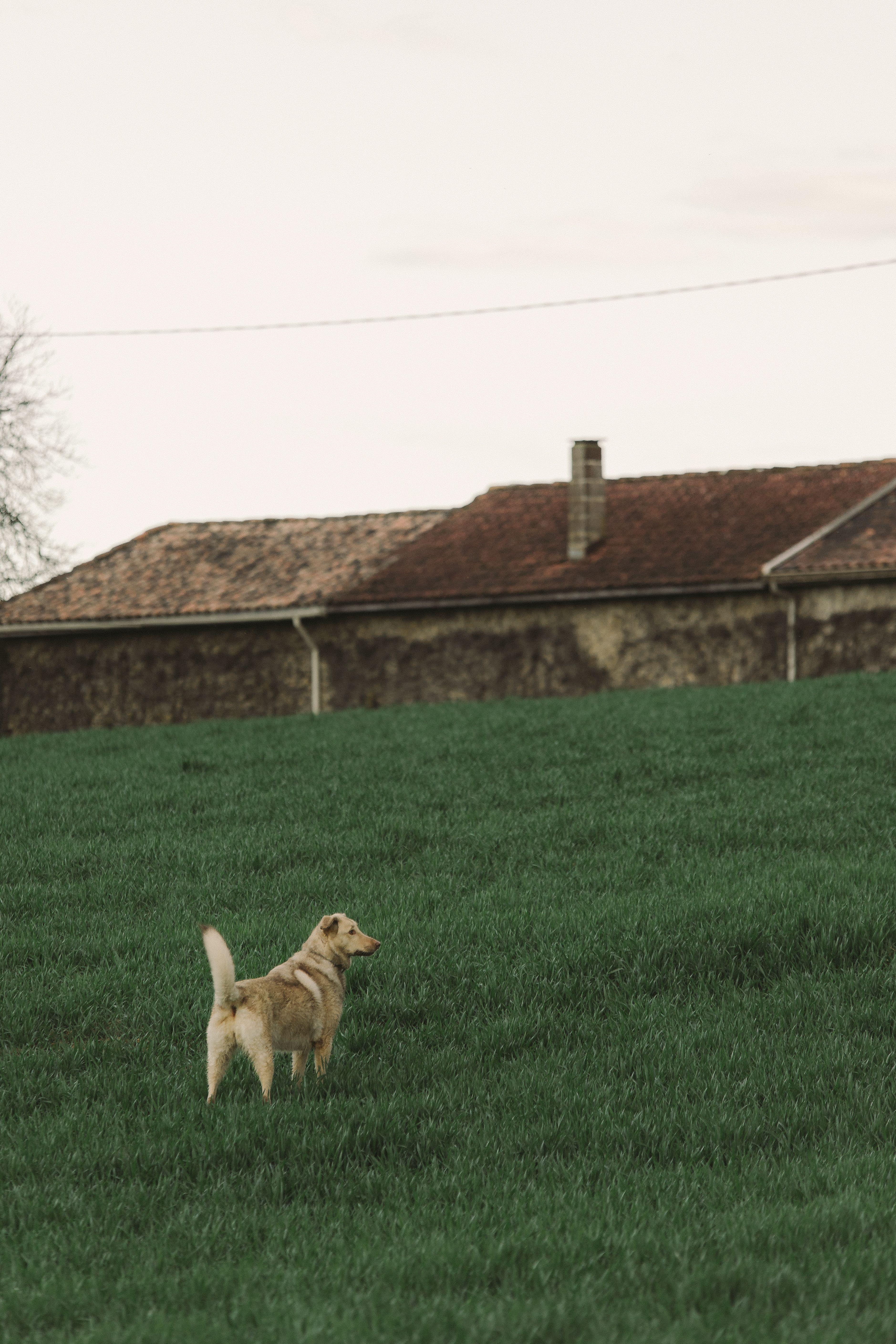 Chiens en interaction