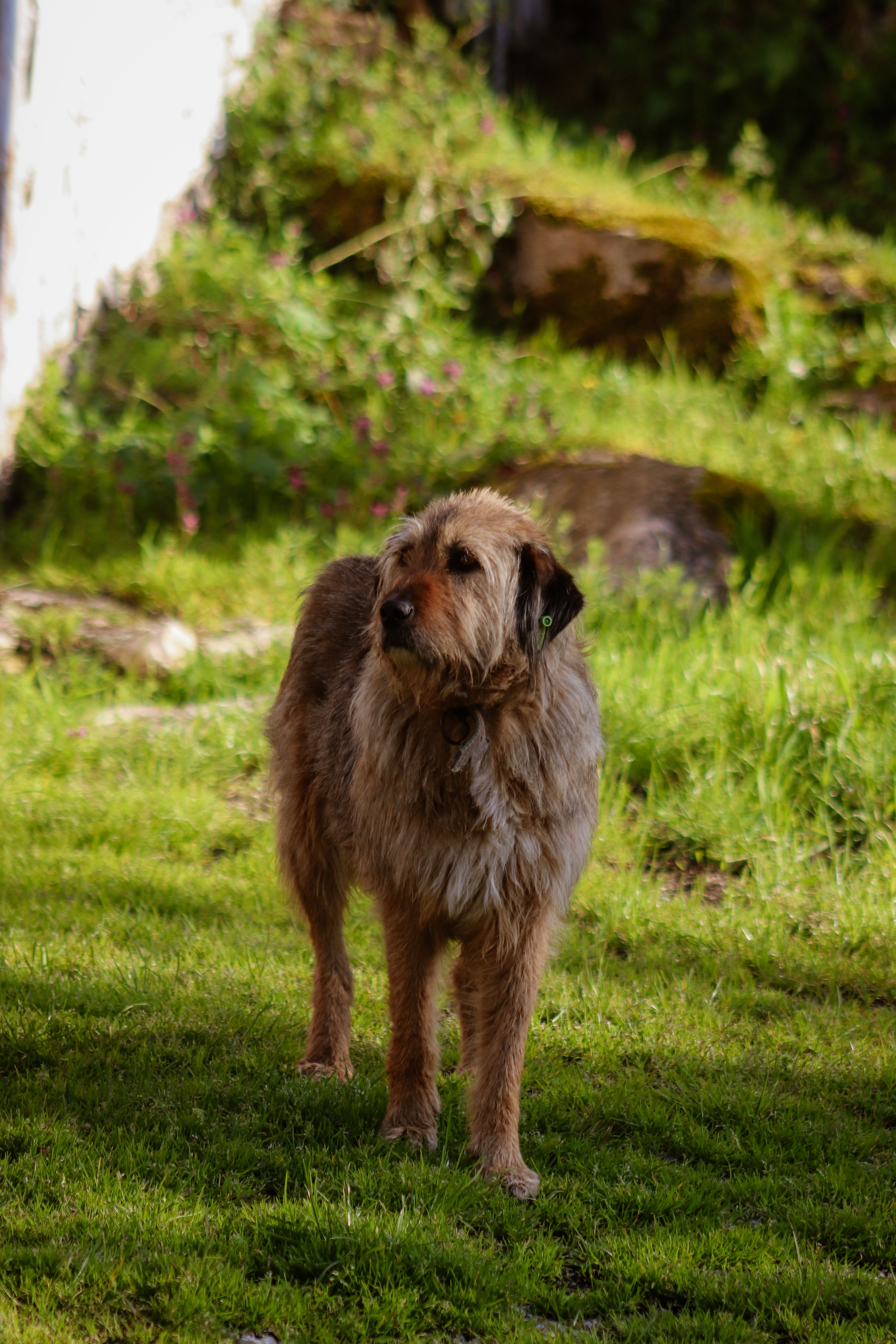 Chien dans les sous-bois