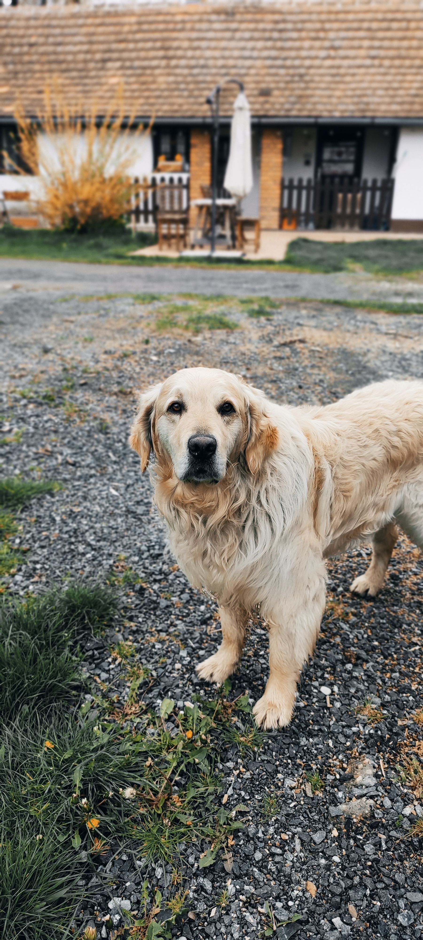 Chien posture libre en forêt
