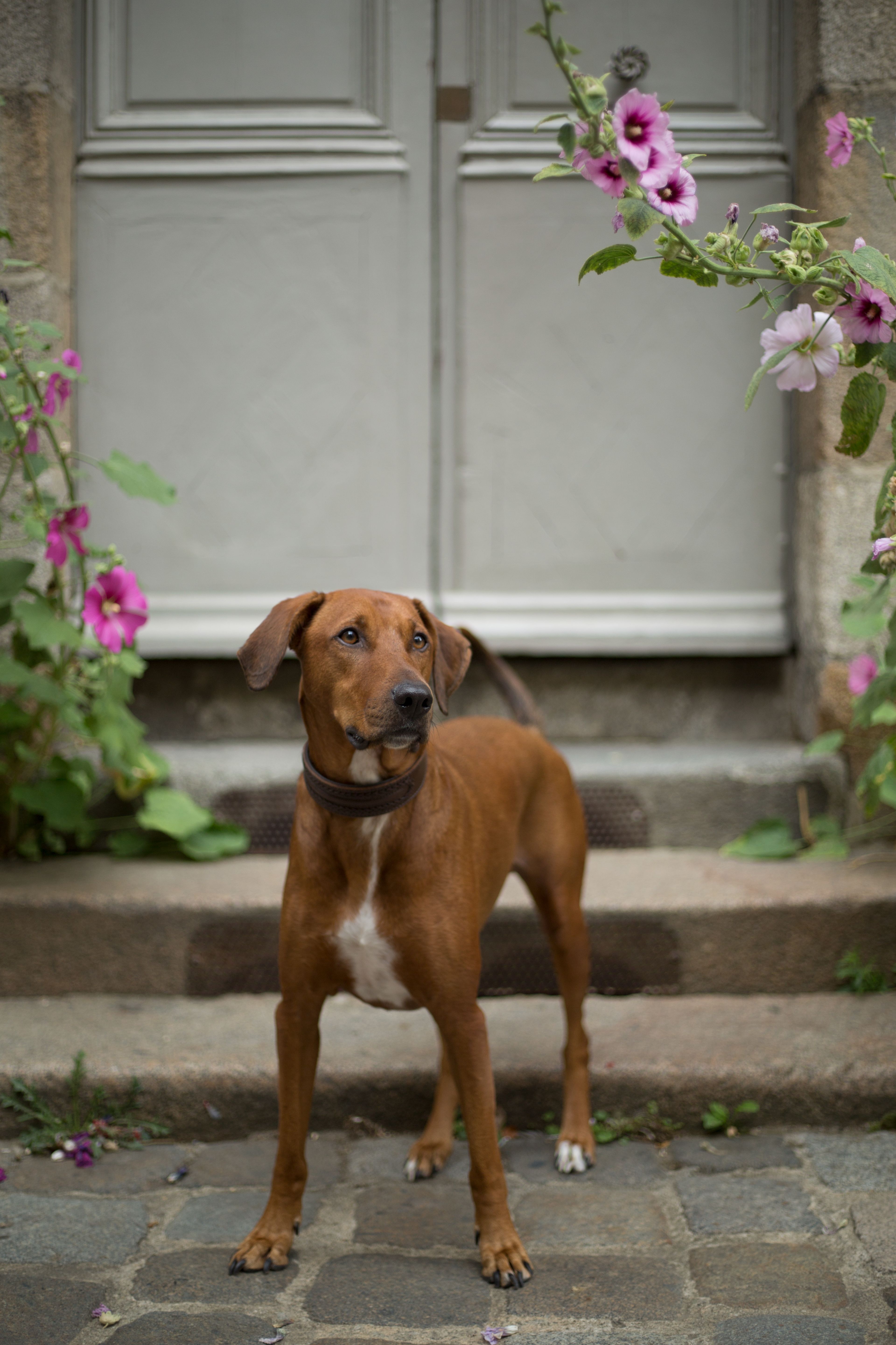 Chien attentif en sous-bois