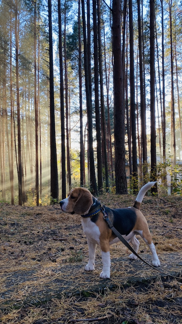 Chien sur un sentier ombragé