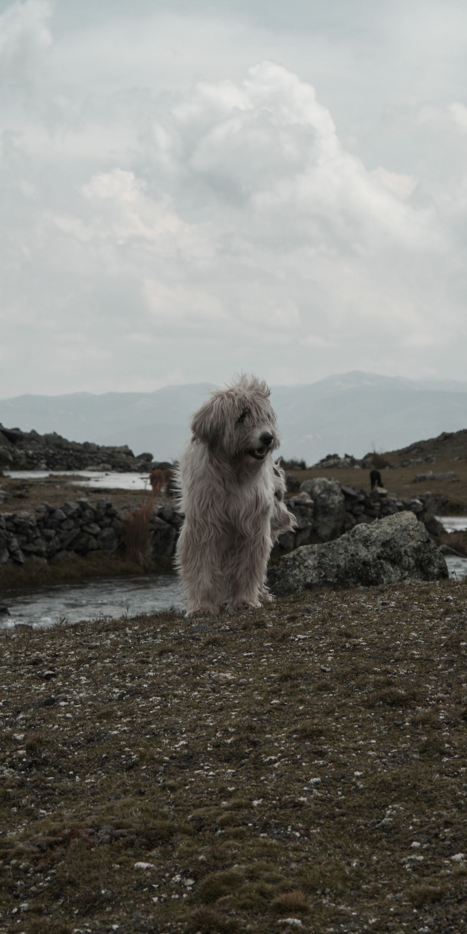 Chien serein en forêt