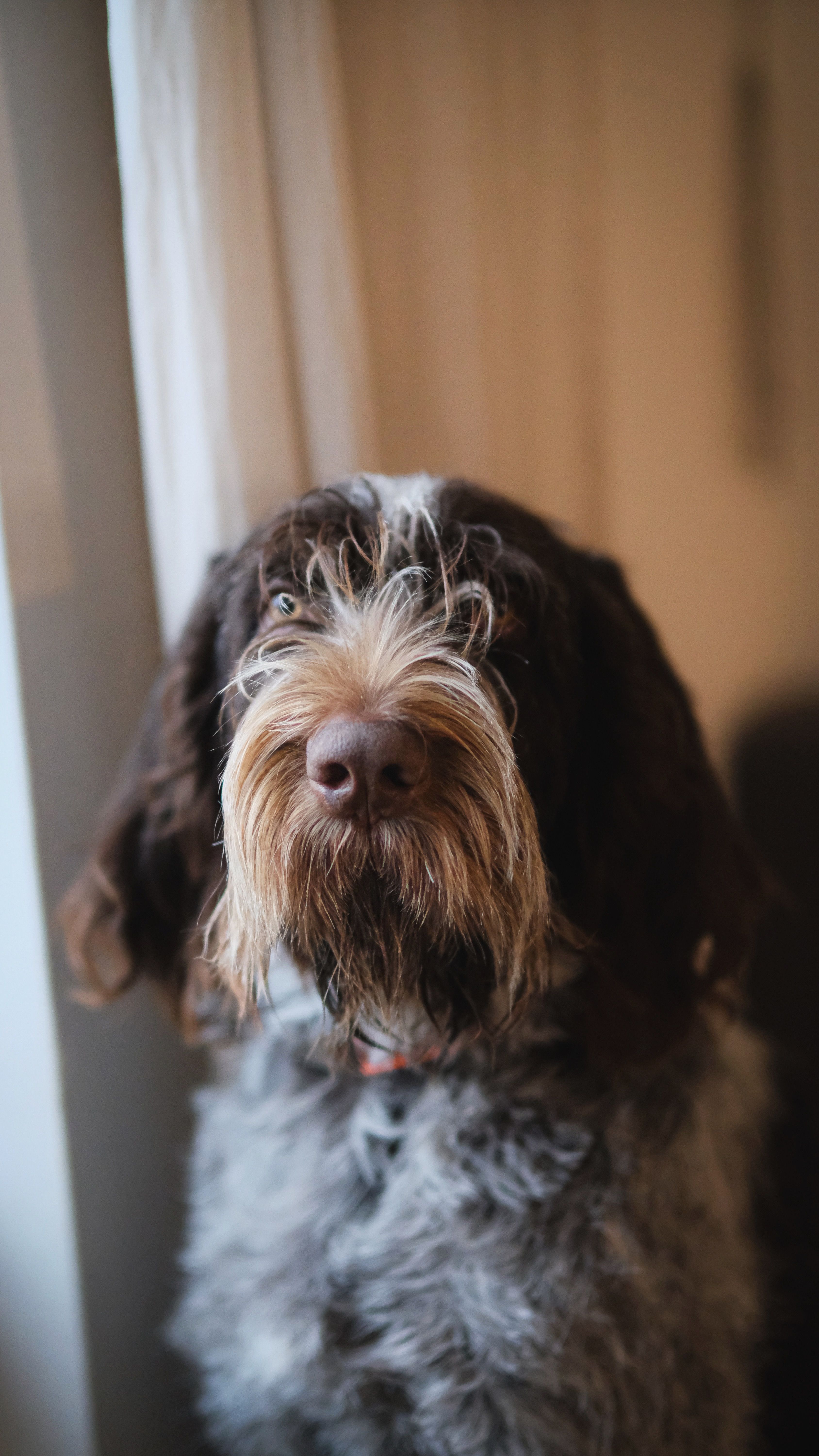Chien en mouvement