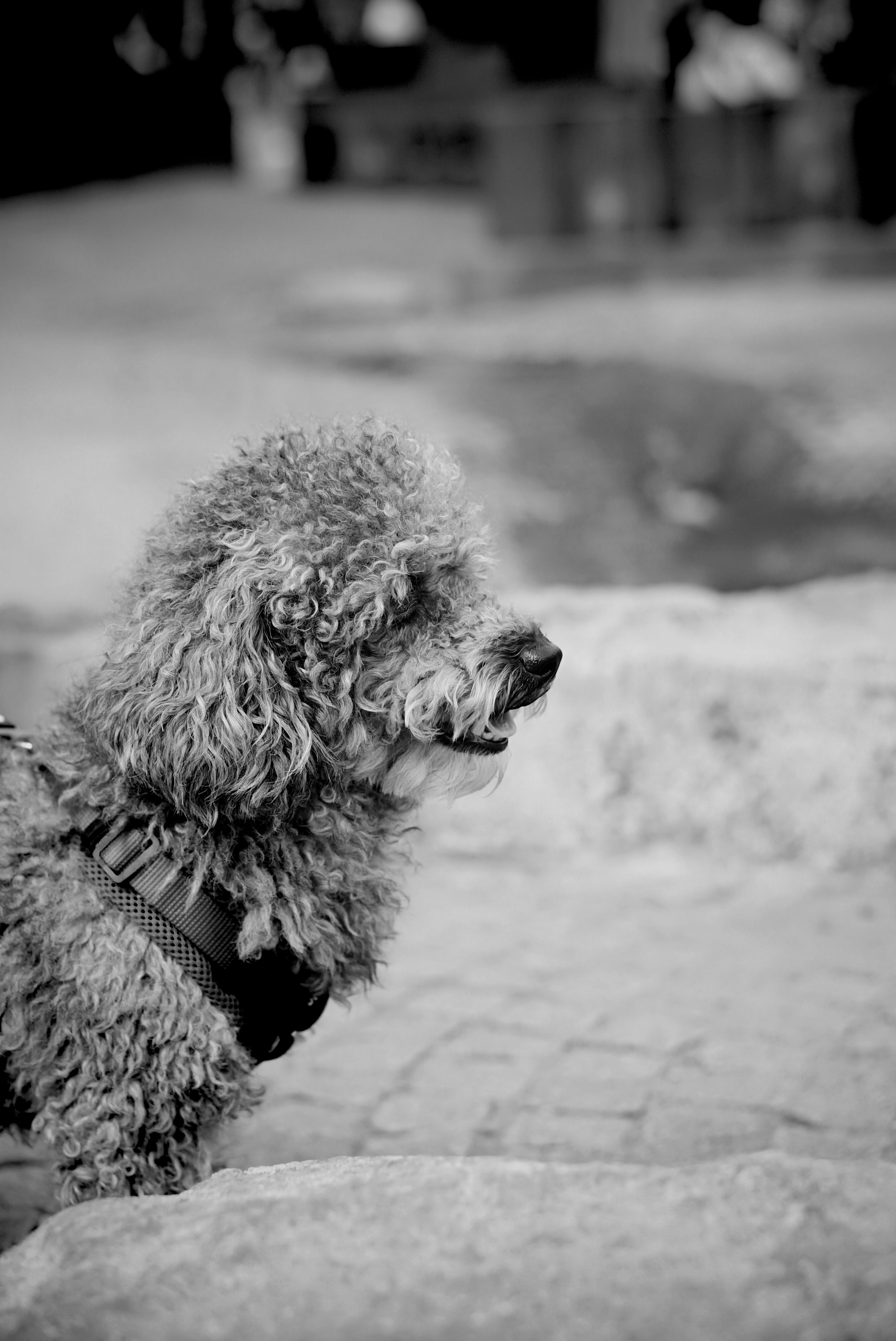 Chien au bord de l'eau