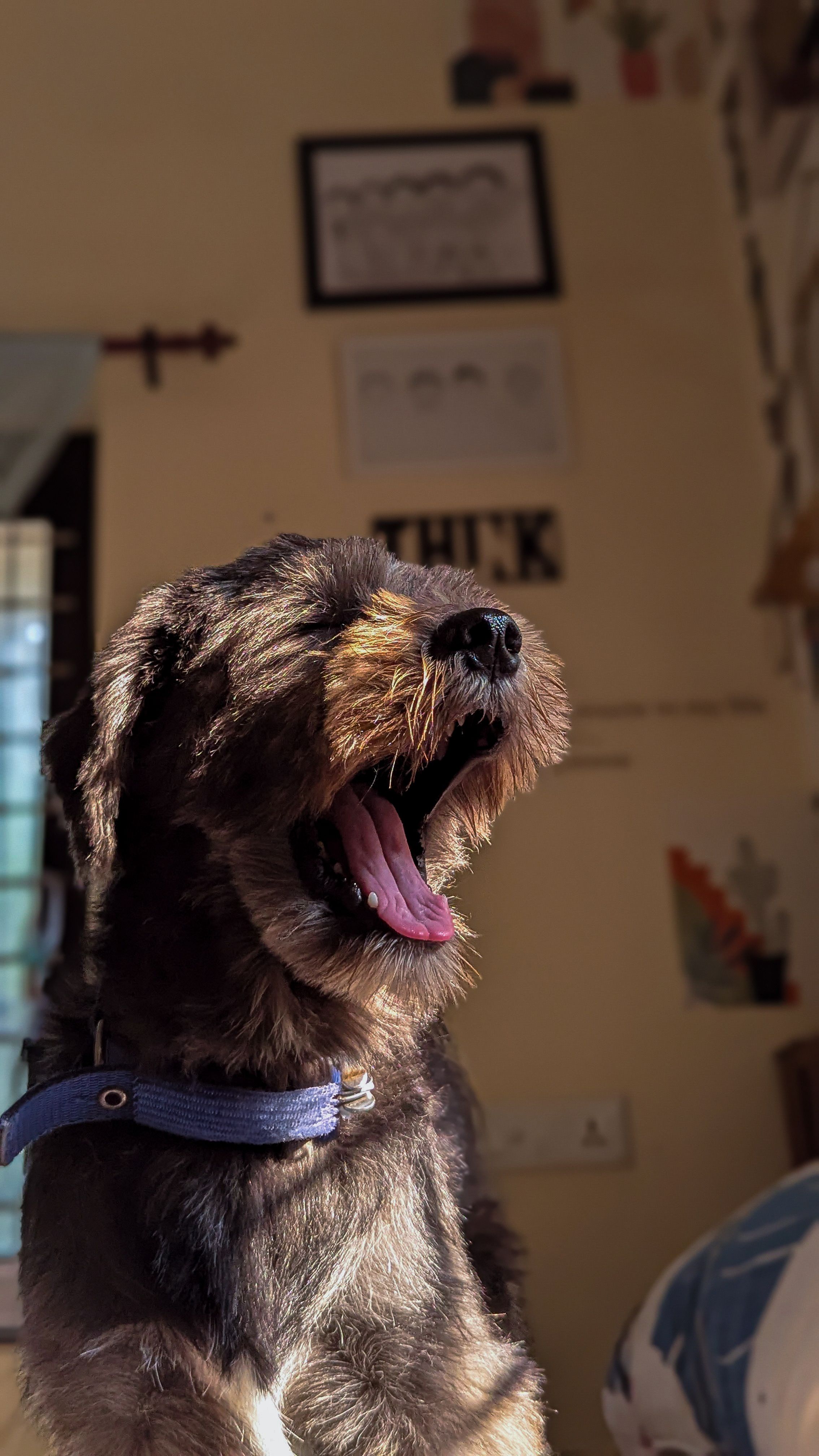 Chien galopant dans les hautes herbes