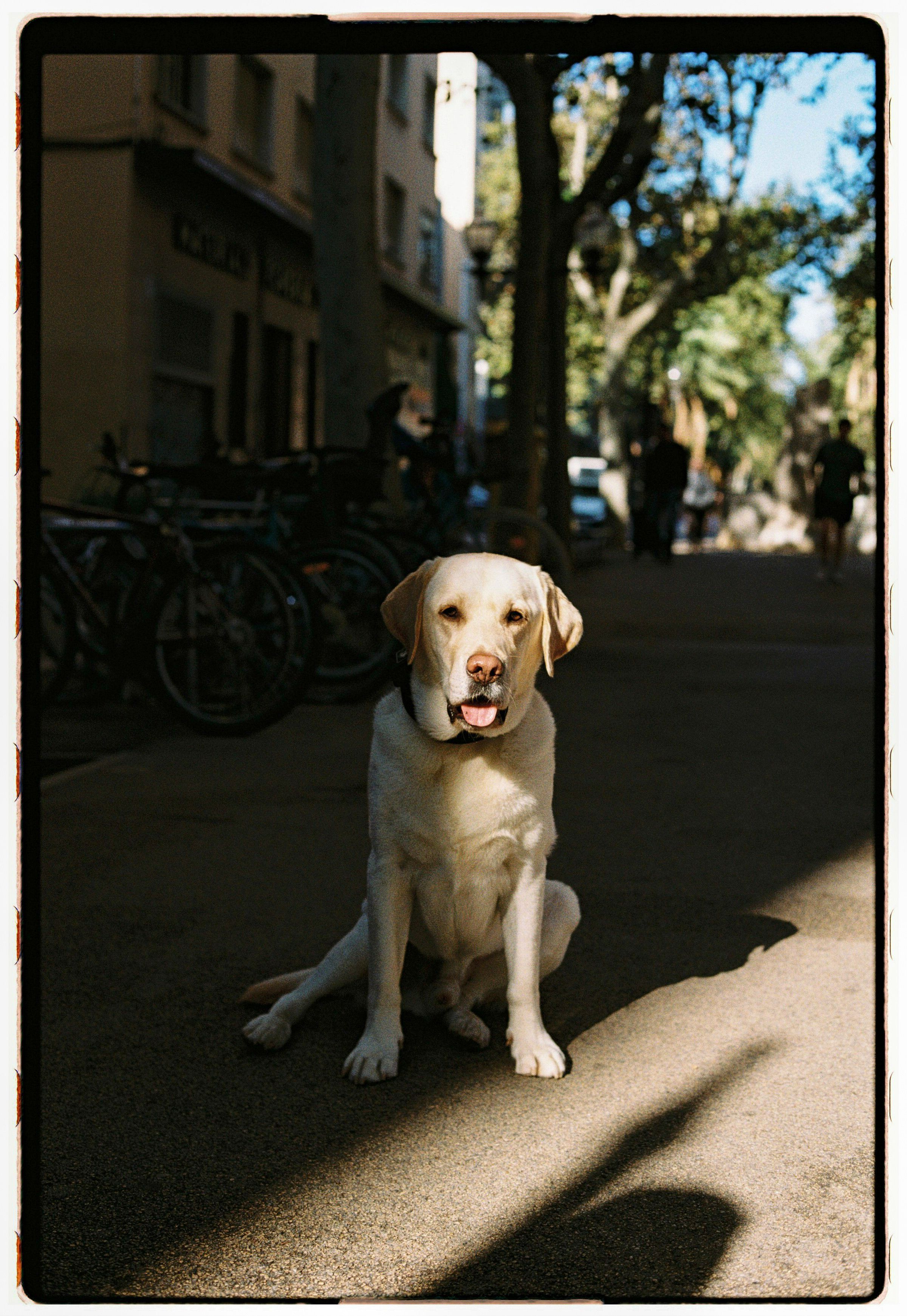 Chien à l'aurore