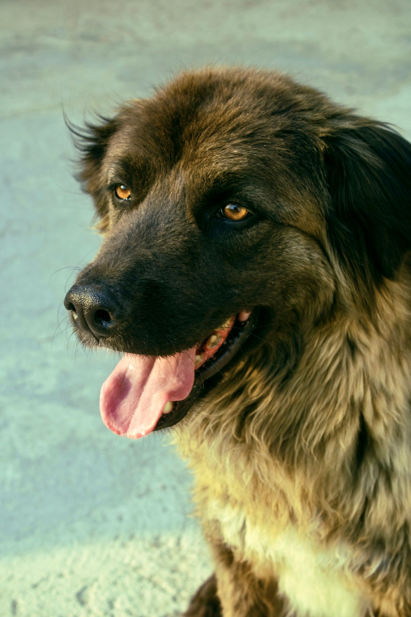 Chien trottant librement