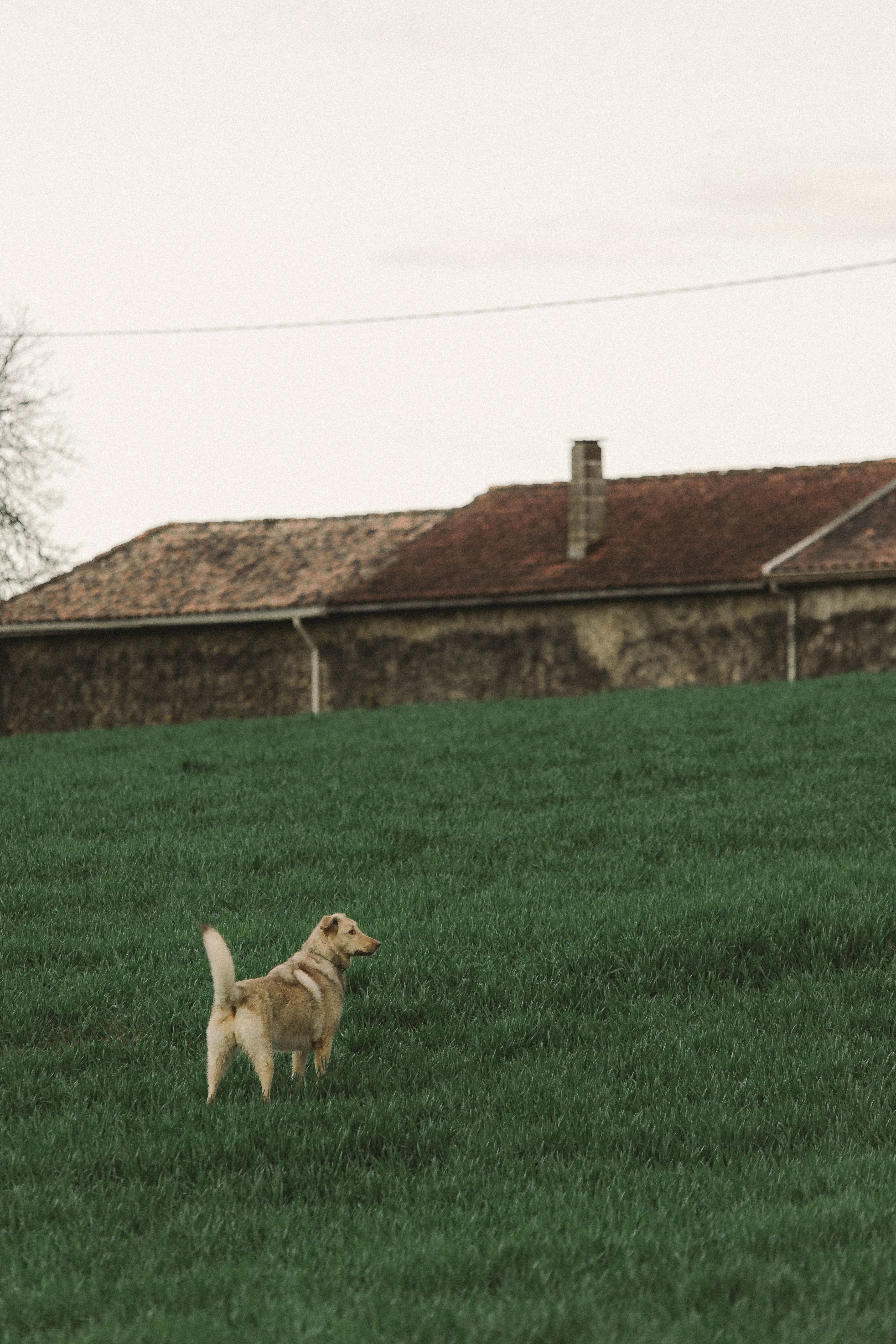 Chiens en interaction