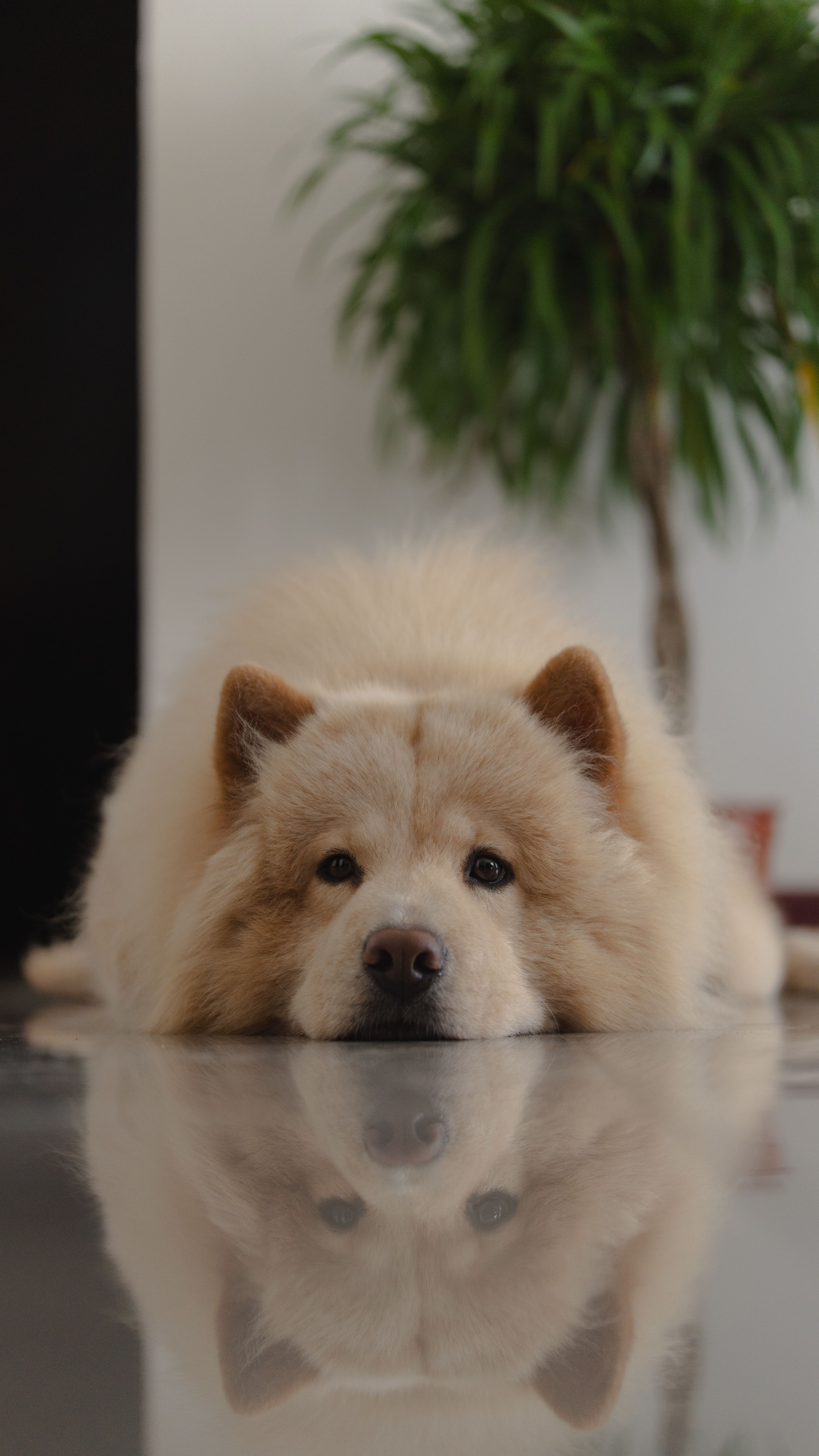 Plusieurs chiens en groupe