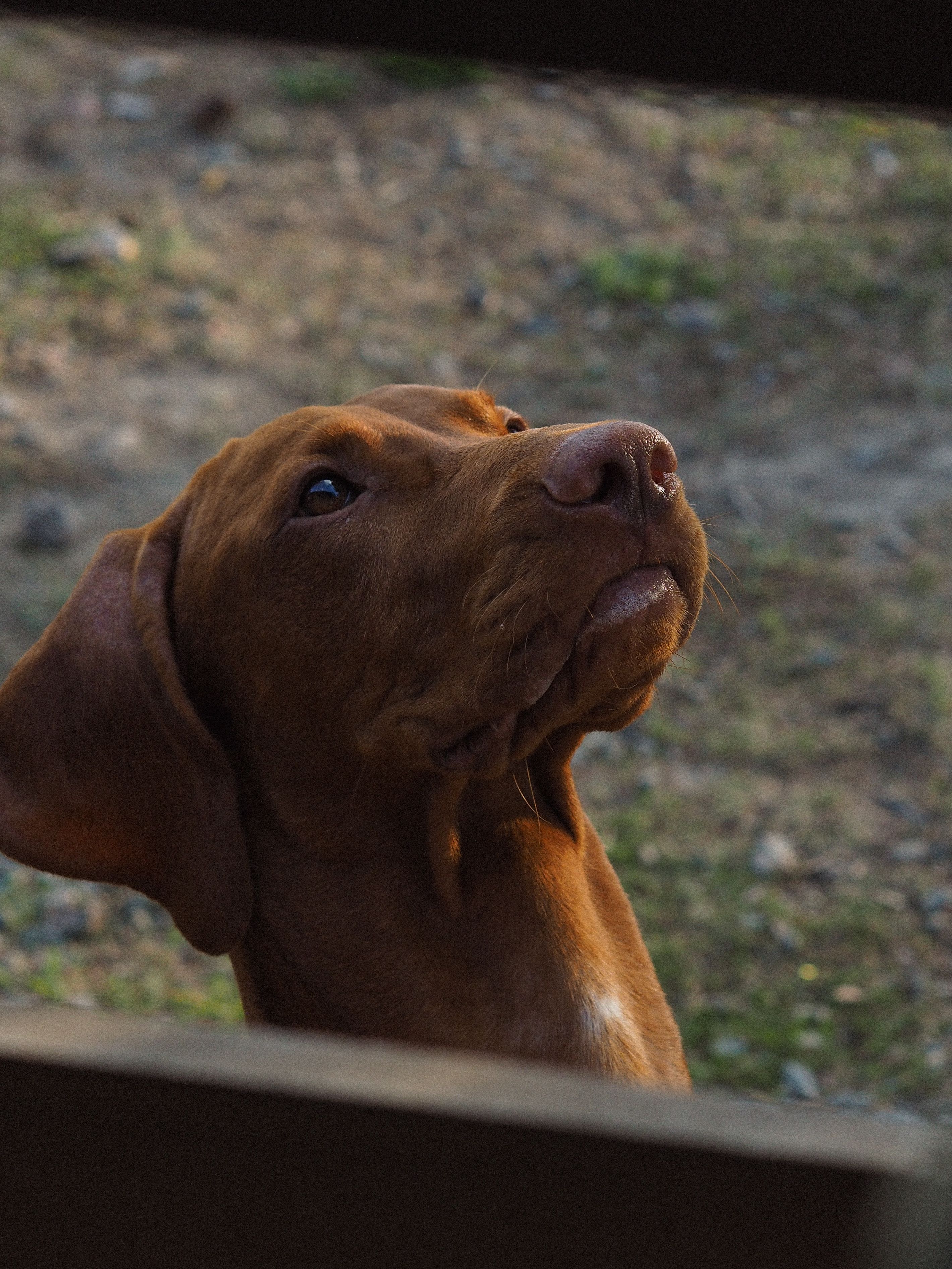 Chien dans son environnement