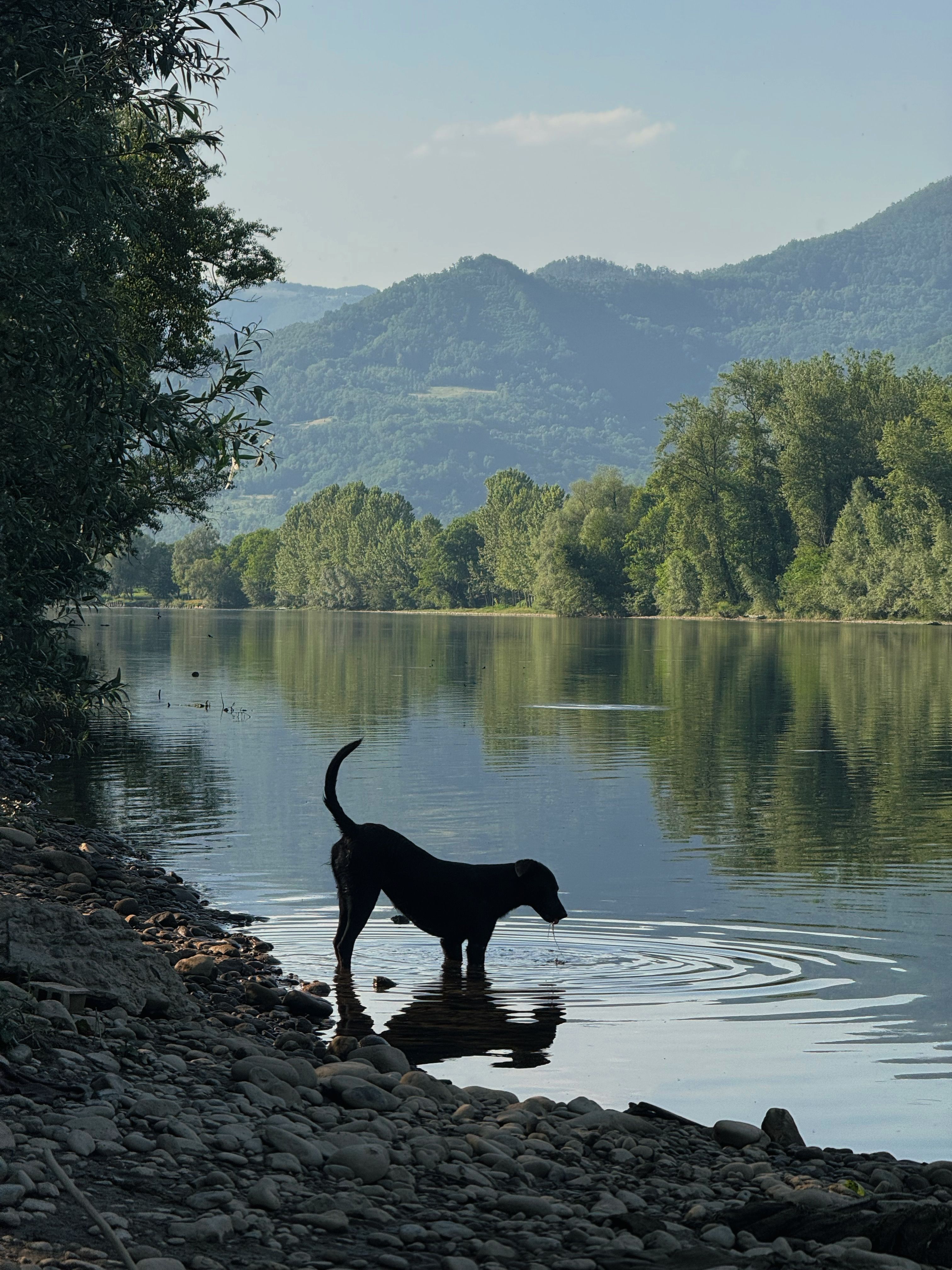Chien apaisé observant le paysage